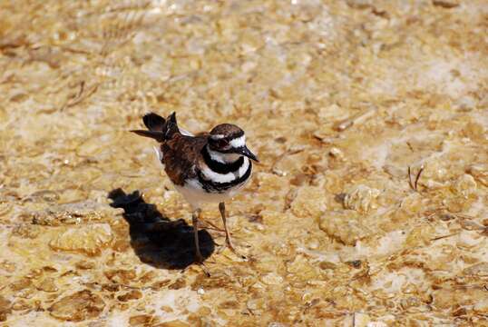 Image of Charadrius vociferus vociferus Linnaeus 1758