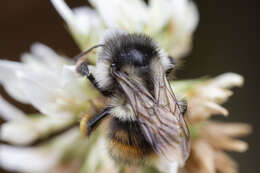 Image of Bombus vancouverensis vancouverensis Cresson 1879