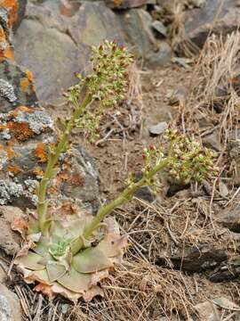 Rosularia glabra (Regel & C. Winkl.) Berger resmi