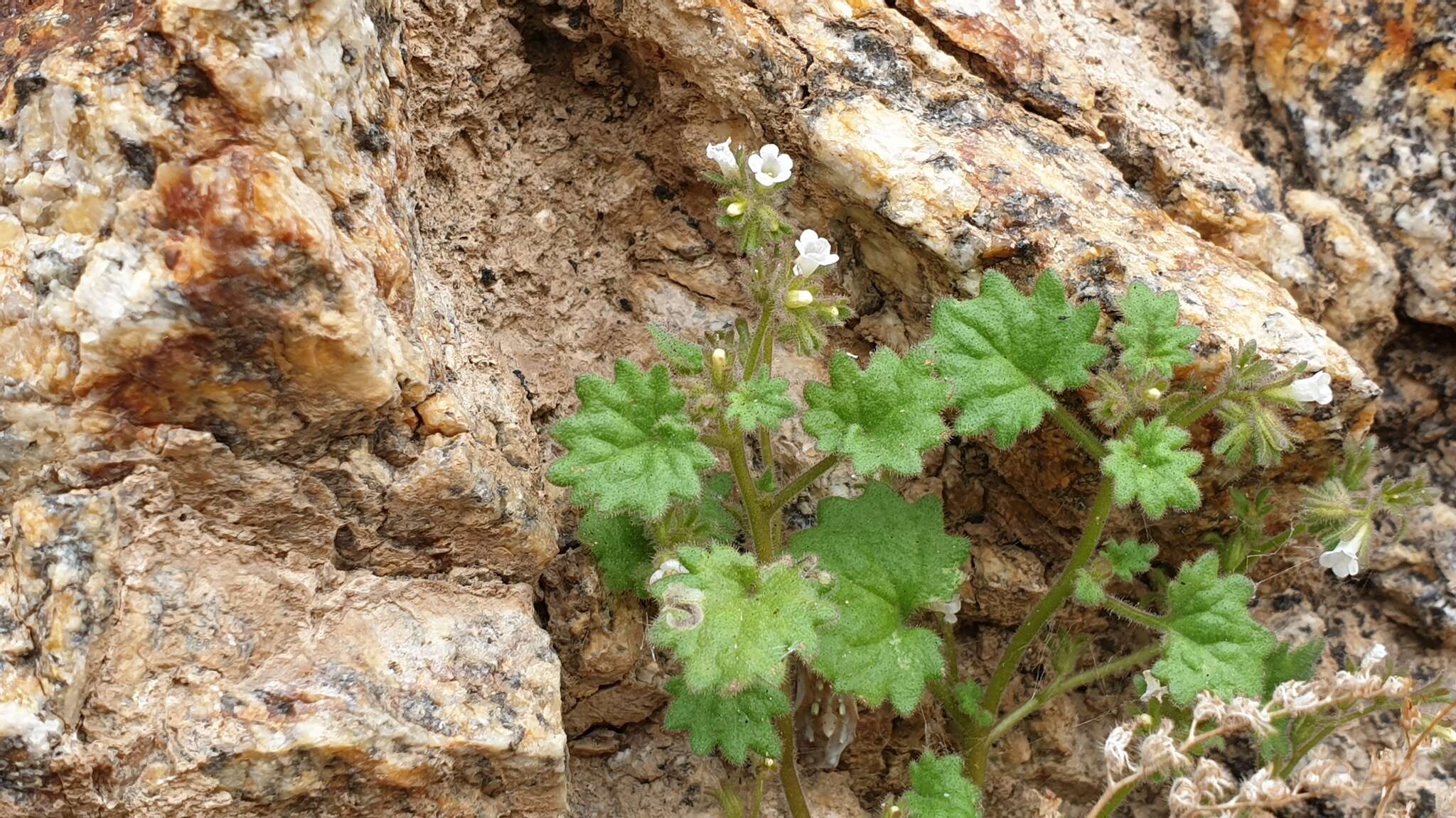 Image of roundleaf phacelia