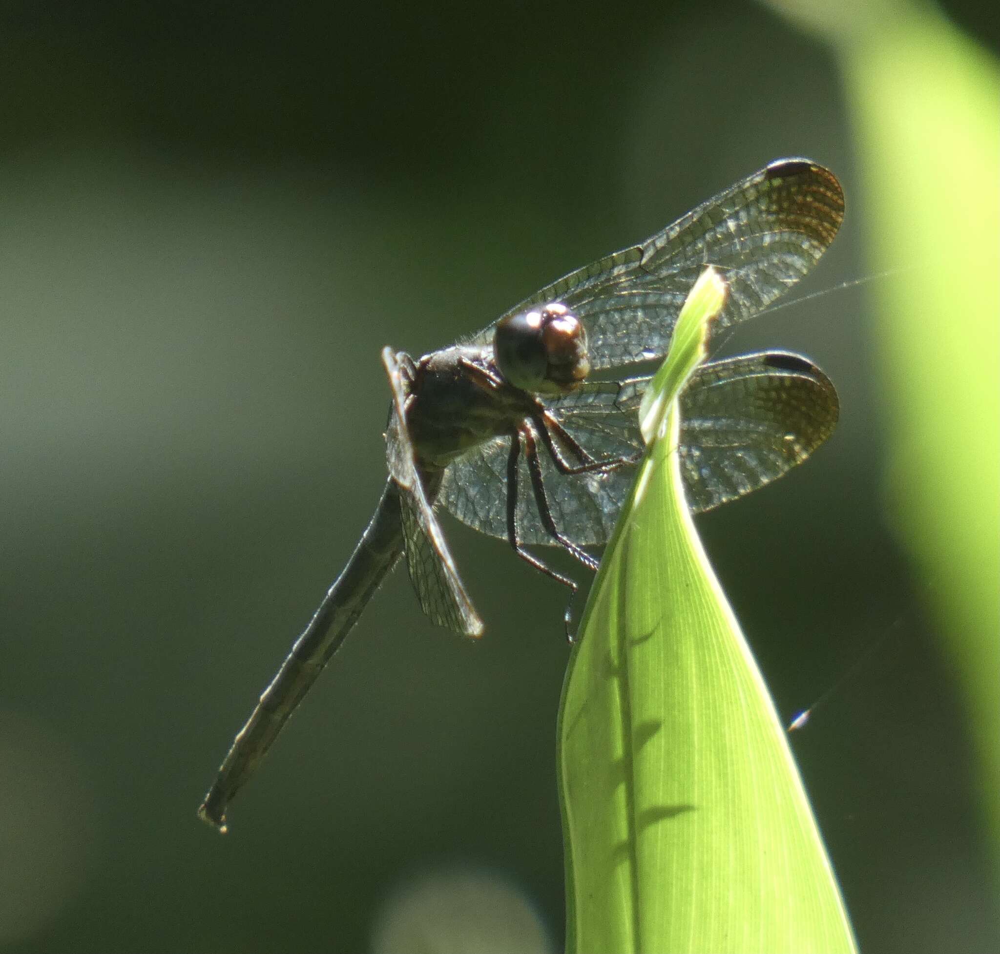 Image de Dasythemis venosa (Burmeister 1839)