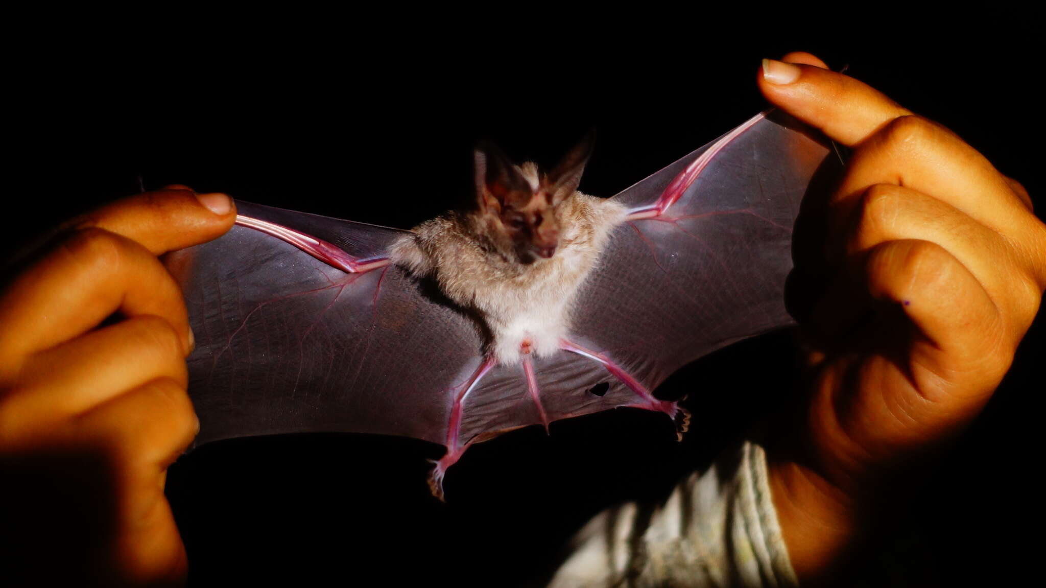 Image of Waterhouse's Leaf-nosed Bat