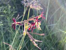 Image of Pelargonium sidoides DC.