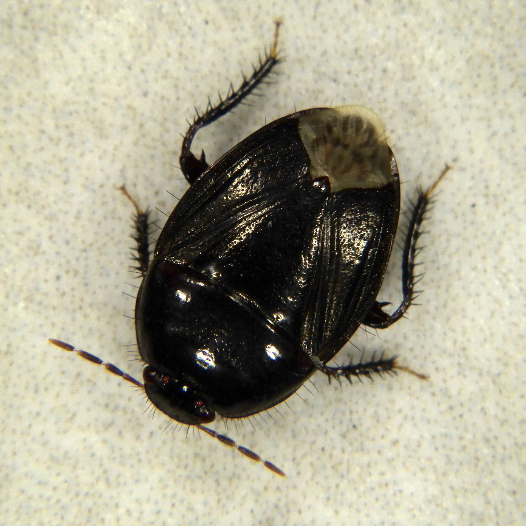 Image of <i>Macroscytus brunneus</i>