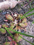 Image of Drosera rosulata Lehm.