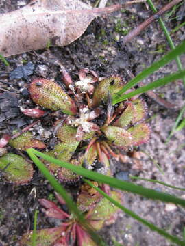 Image of Drosera rosulata Lehm.