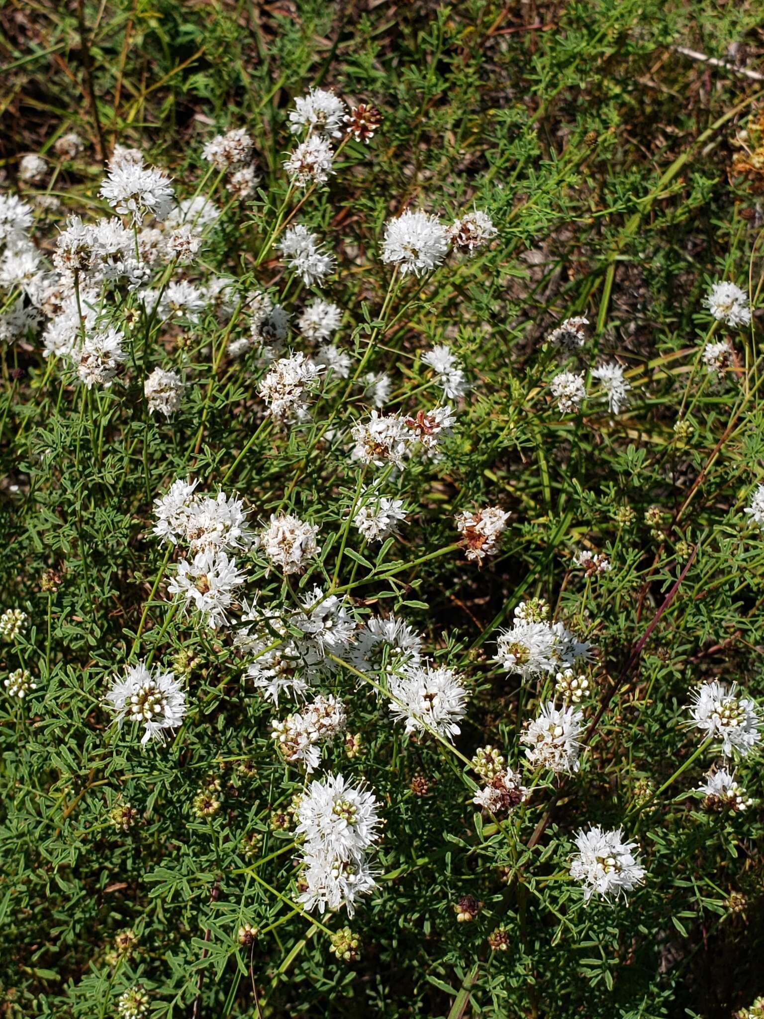 Image de Dalea multiflora (Nutt.) Shinners