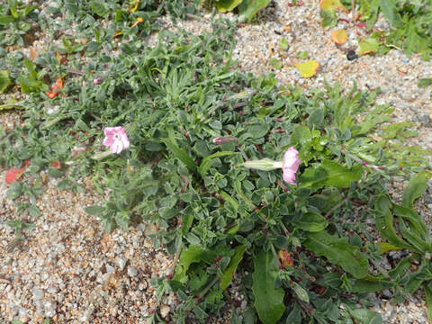 Image of Silky Campion