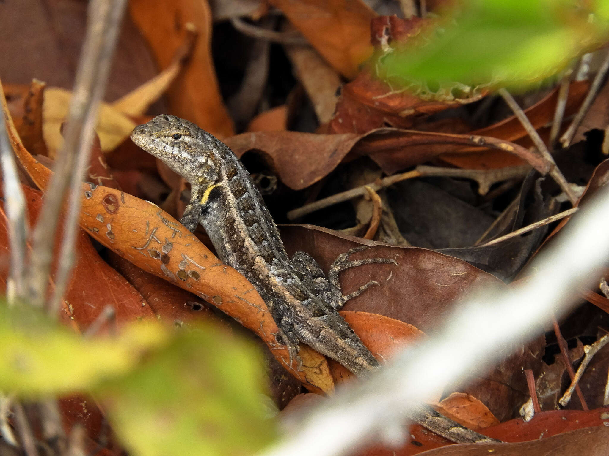 Image of Cozumel Spiny Lizard