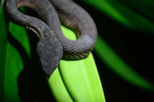 Image of Andaman pitviper