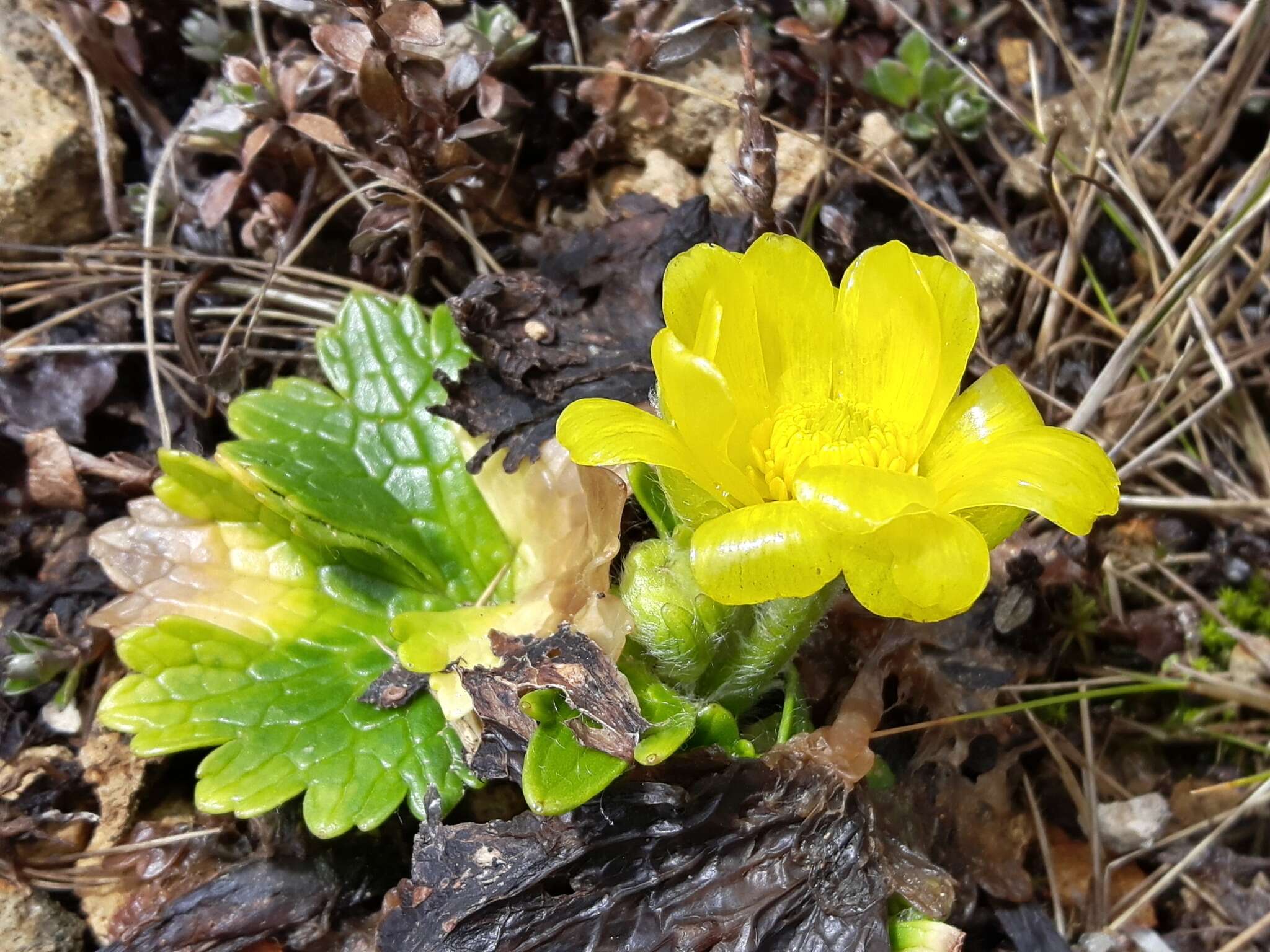 Image of Ranunculus nivicolus Hook.