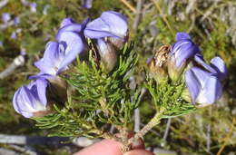 Image of Psoralea speciosa Eckl. & Zeyh.