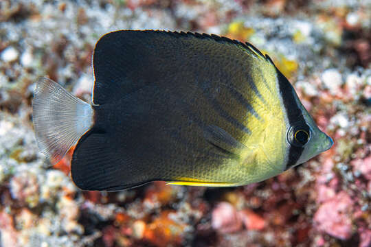 Image of Blackburn's Butterflyfish