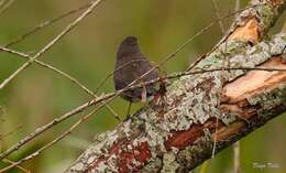 Image of Black-and-rufous Warbling Finch