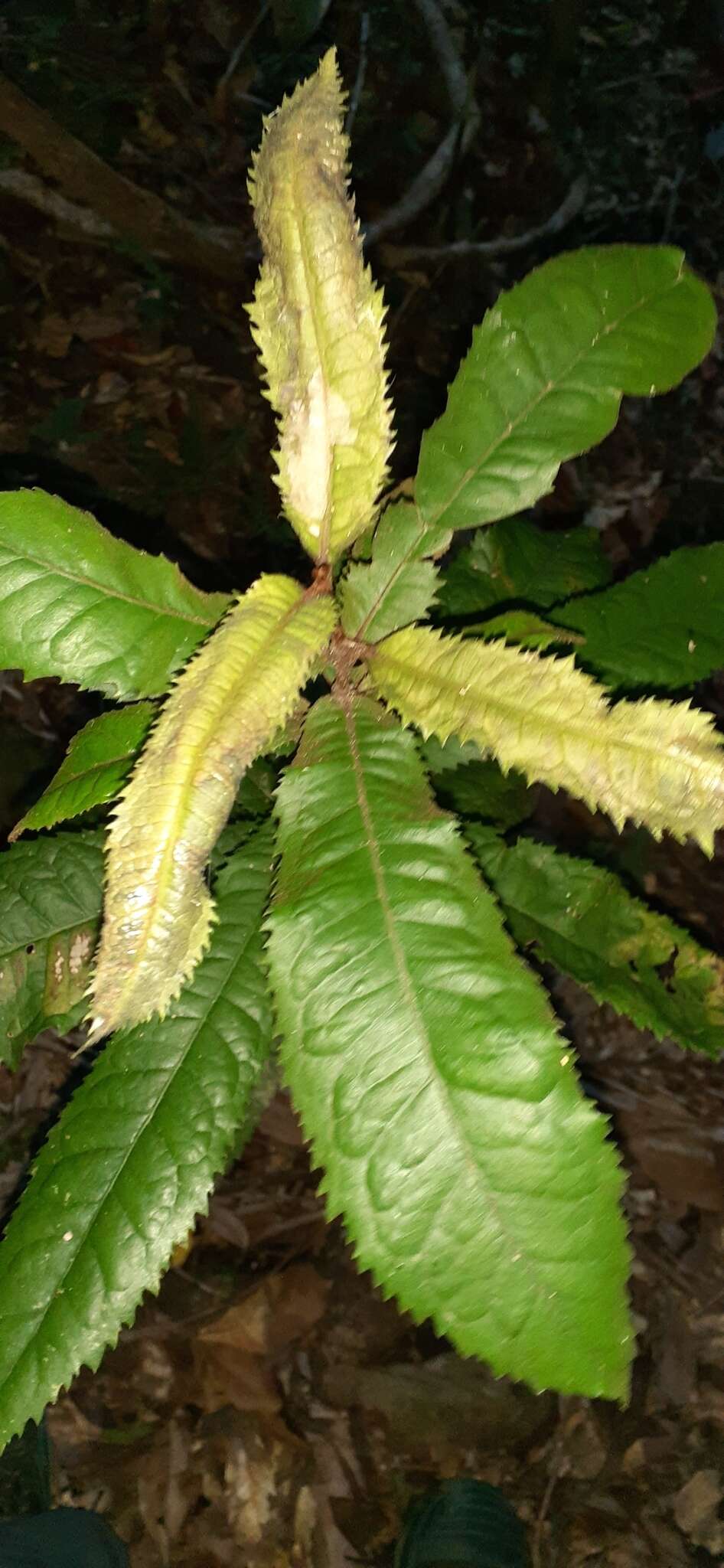 Image of Helicia ferruginea F. Müll.