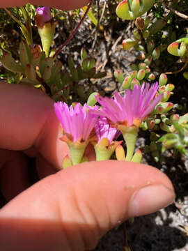 Image of Oscularia falciformis (Haw.) H. E. K. Hartm.