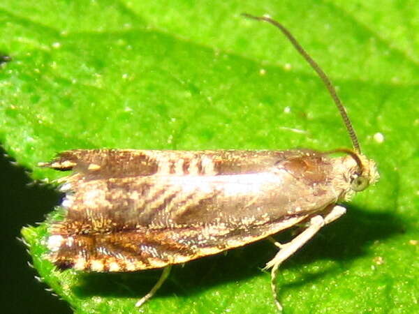 Image of Eurasian Hemp Moth