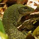 Varanus lirungensis Koch, Arida, Schmitz, Böhme & Ziegler 2009 resmi