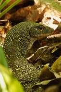 Image of Varanus lirungensis Koch, Arida, Schmitz, Böhme & Ziegler 2009