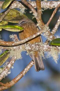 Myiotheretes pernix (Bangs 1899)的圖片