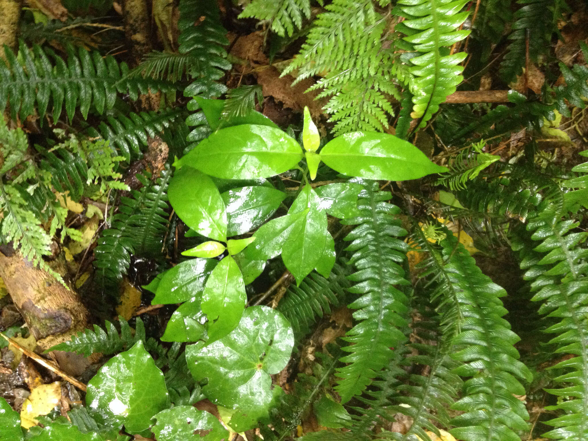 صورة Geniostoma ligustrifolium var. ligustrifolium