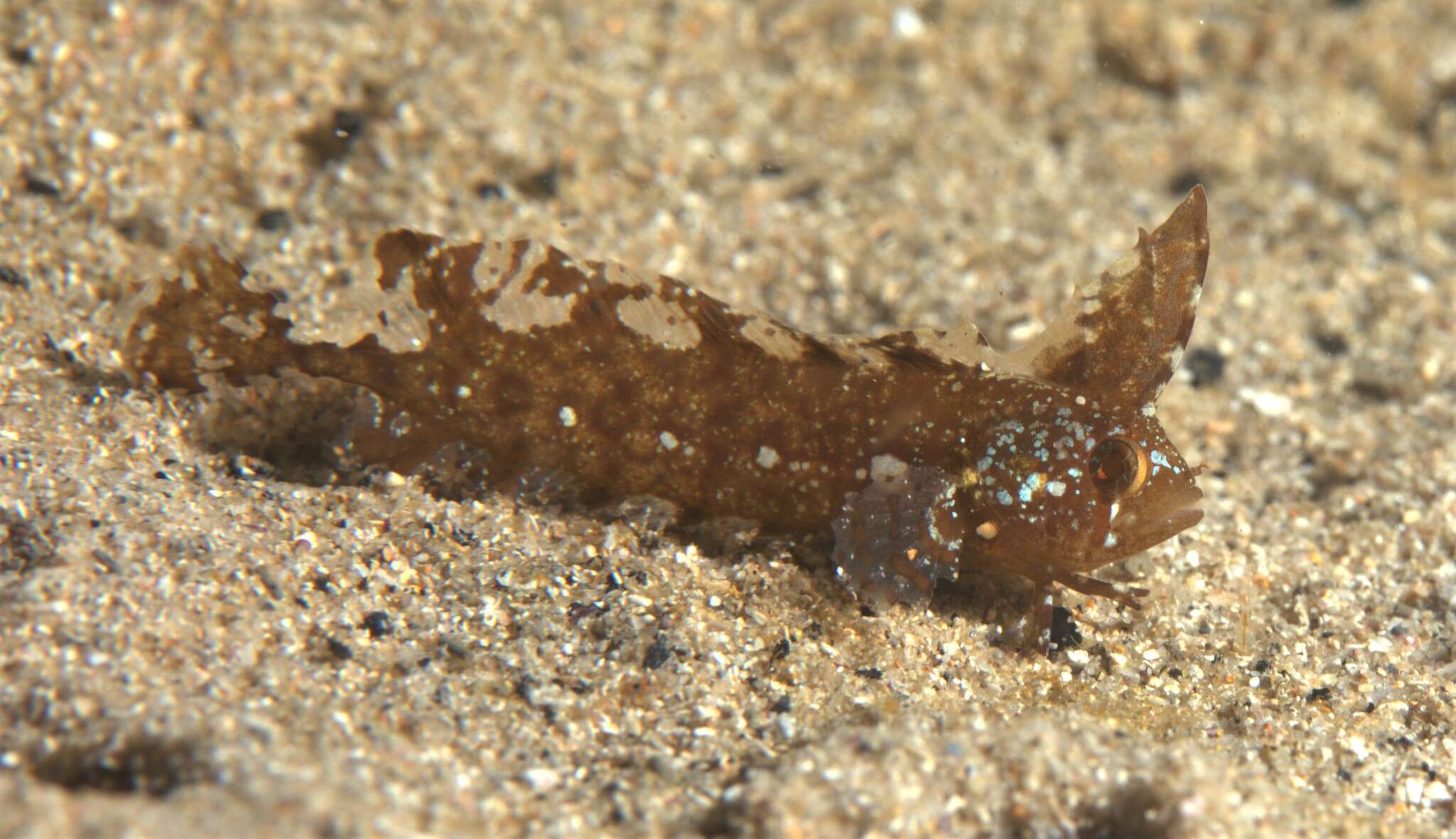 Image de Cristiceps argyropleura Kner 1865