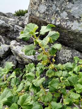 Image of Ribes fragrans Pall.