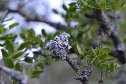 Image de Physcia undulata Moberg