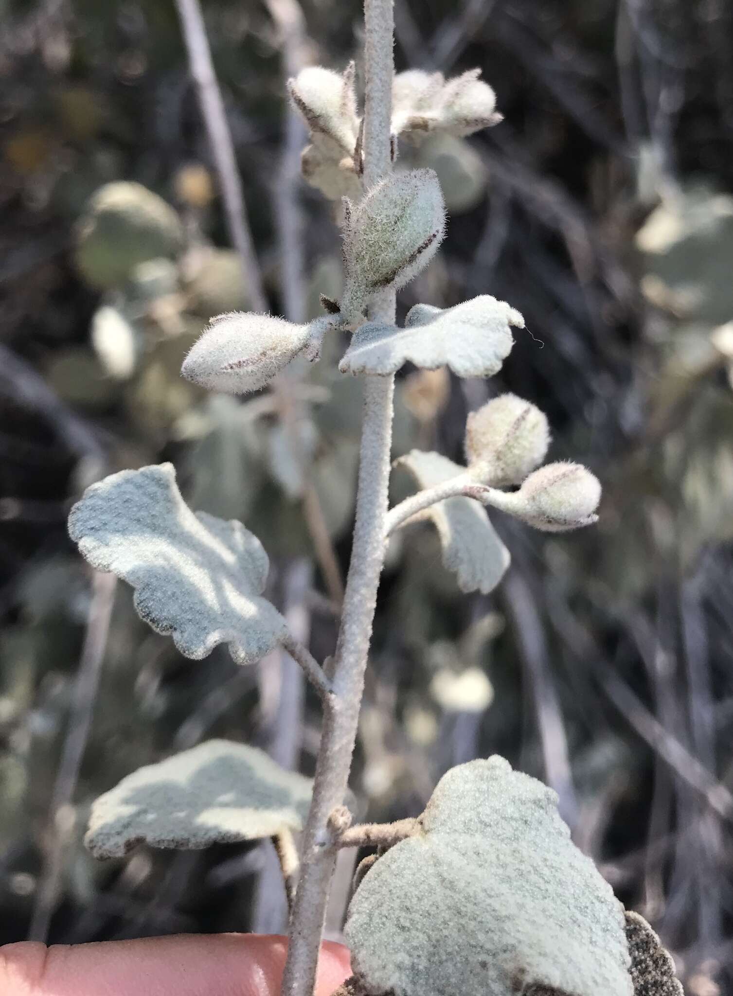 Image of slender bushmallow