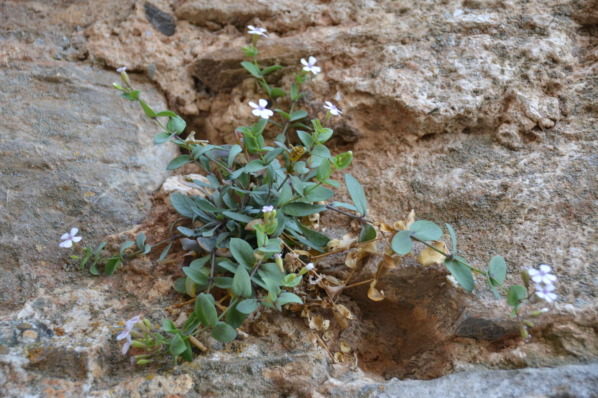 Image of Petrocoptis glaucifolia (Lag.) Pau