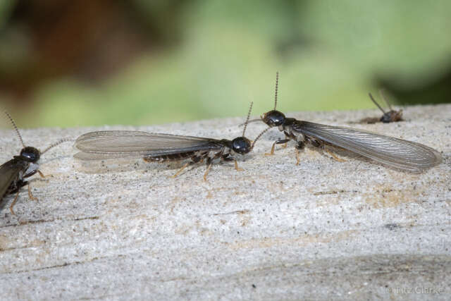 Image of Eastern Subterranean Termite