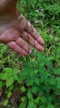 Imagem de Desmodium marilandicum Darl.