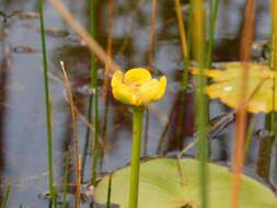 Image of Nuphar spenneriana Gaudin