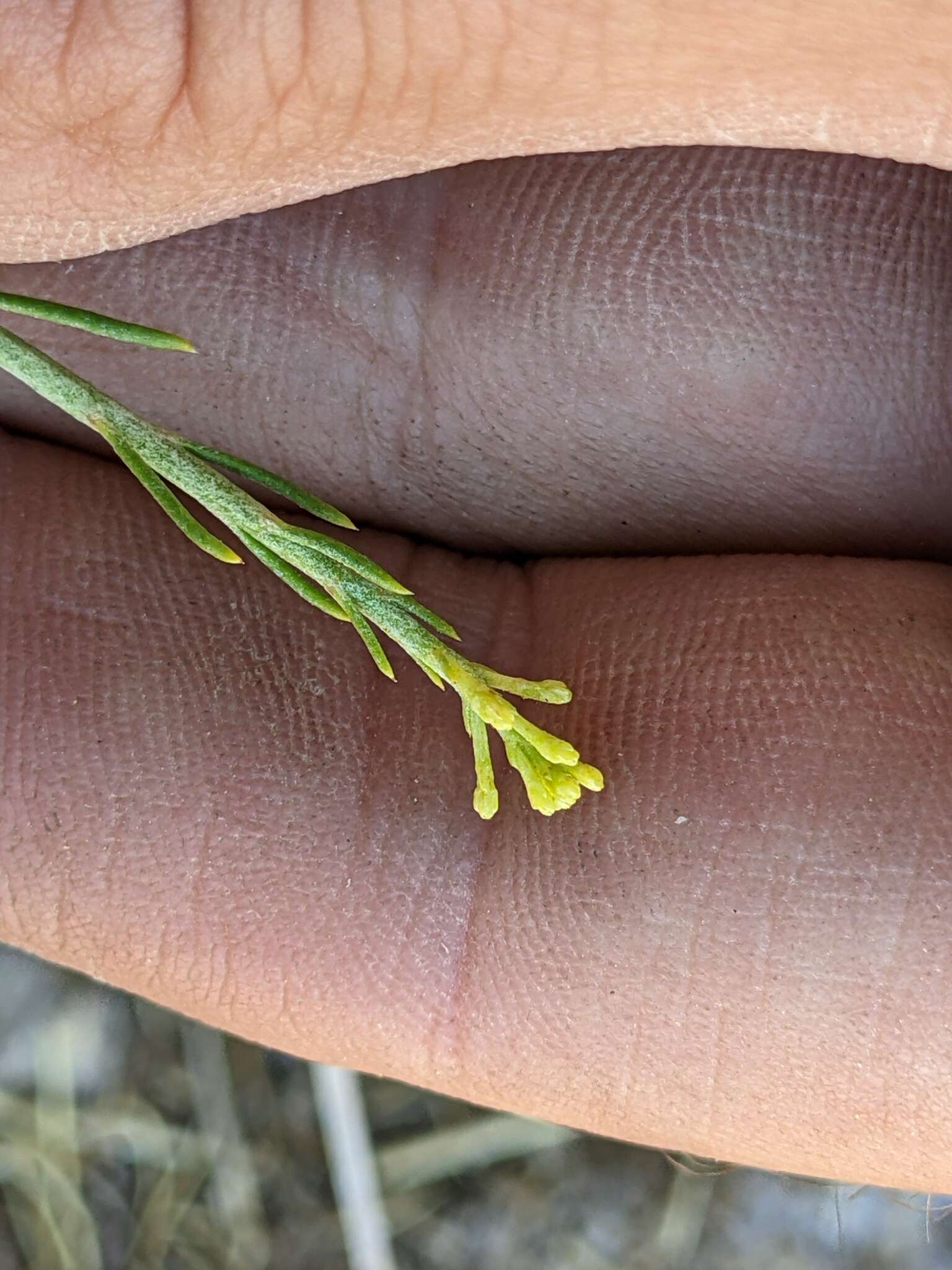 Image of Ericameria nauseosa var. leiosperma (A. Gray) G. L. Nesom & G. I. Baird