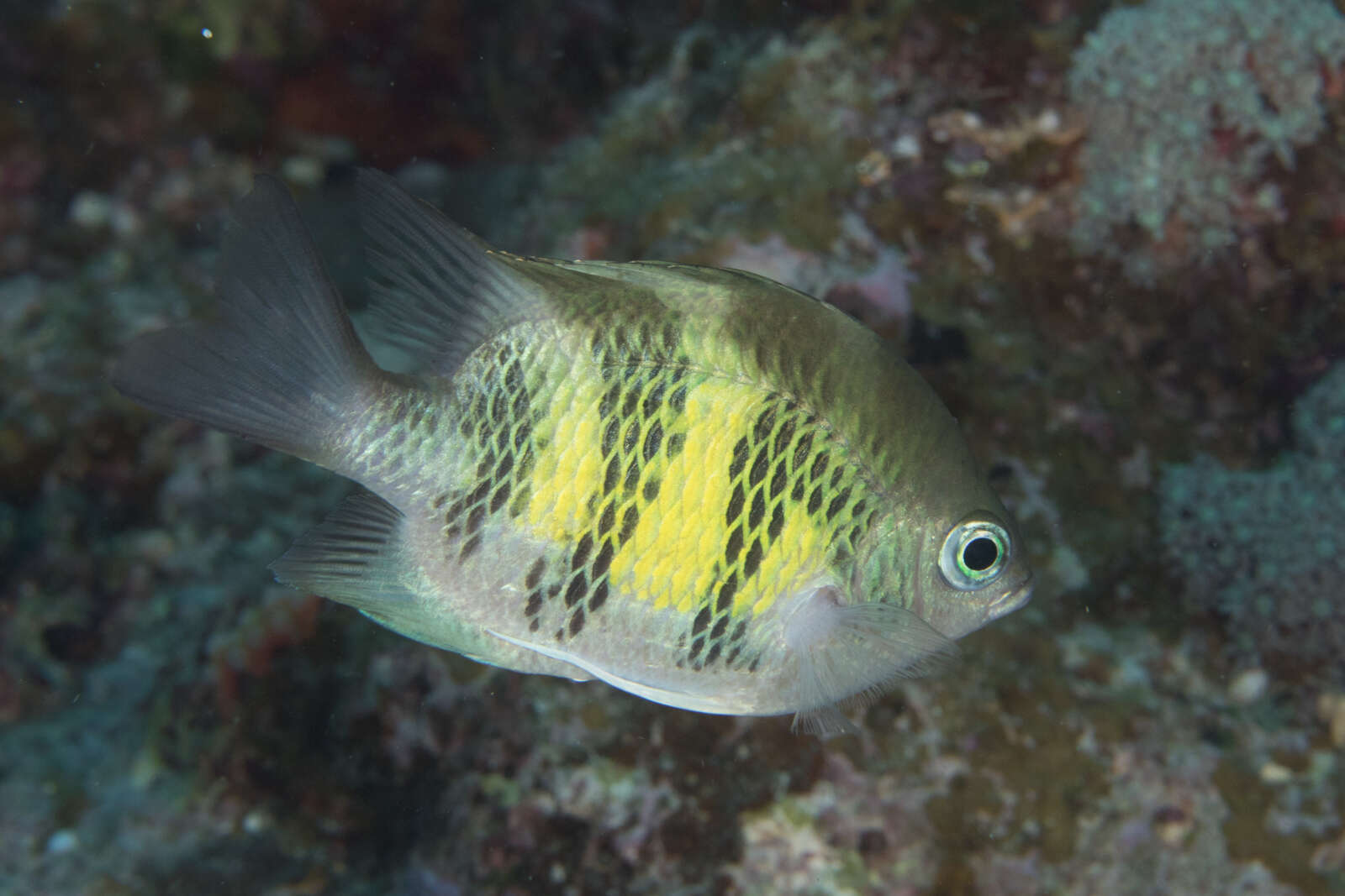 Image of Staghorn damsel