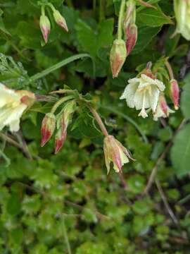 Epilobium luteum Pursh resmi