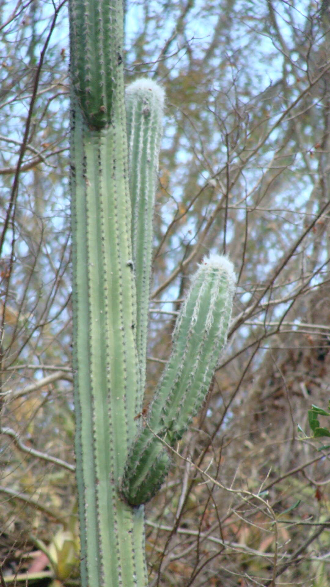 Pilosocereus quadricentralis (E. Y. Dawson) Backeb. resmi