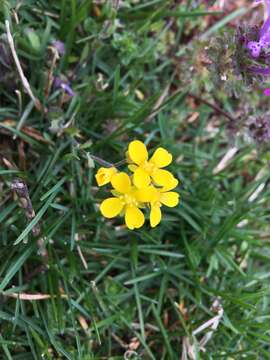 Image of Lescur's bladderpod