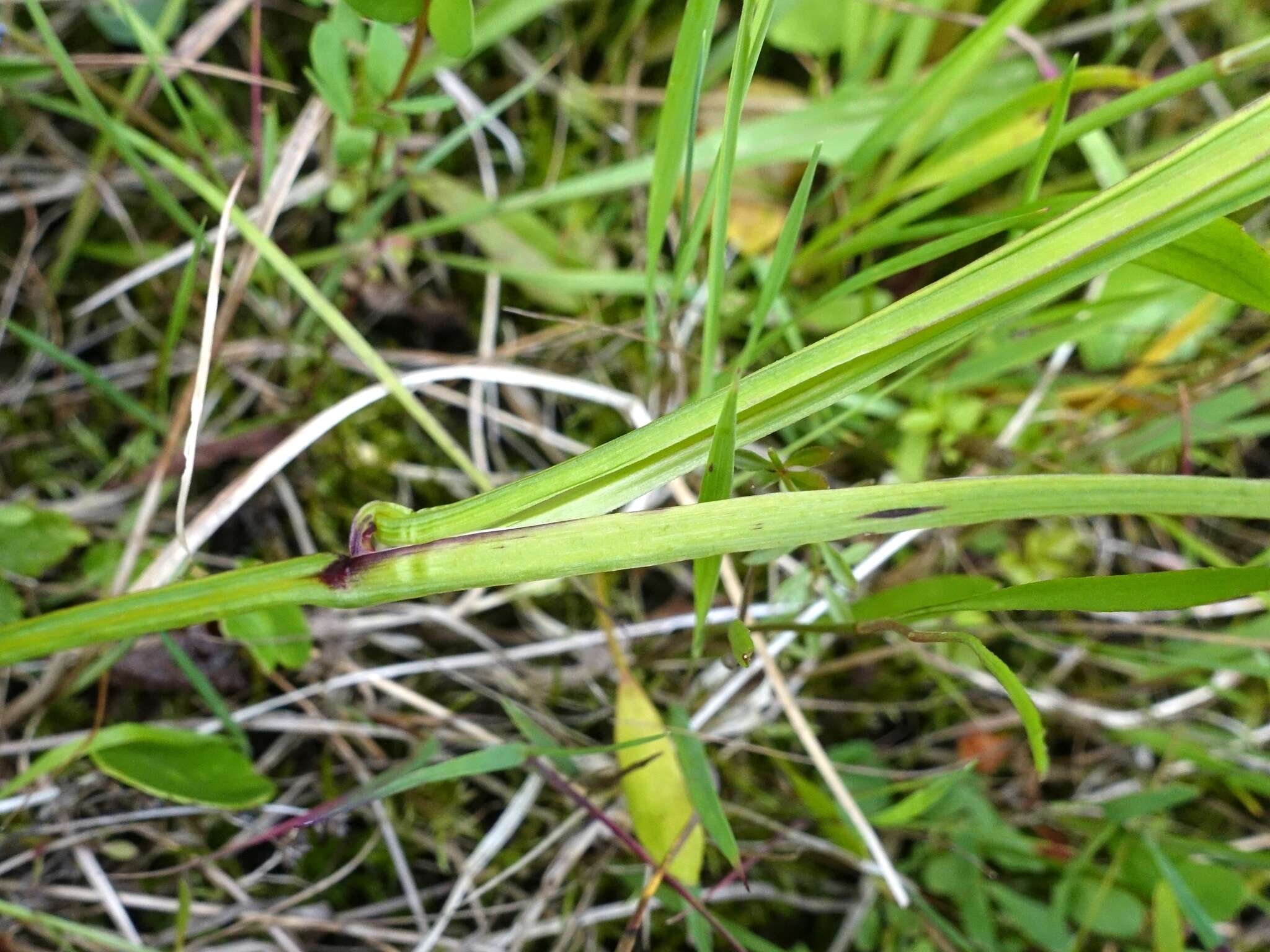 Sisyrinchium bermudiana L.的圖片