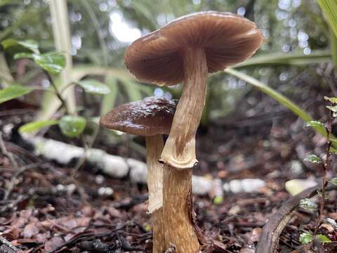 Image of Cortinarius majestaticus (E. Horak) T. P. Anderson & Orlovich 2016