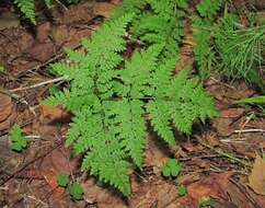 Image of mountain bladderfern