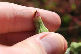 Imagem de Sonchus kirkii B. G. Hamlin