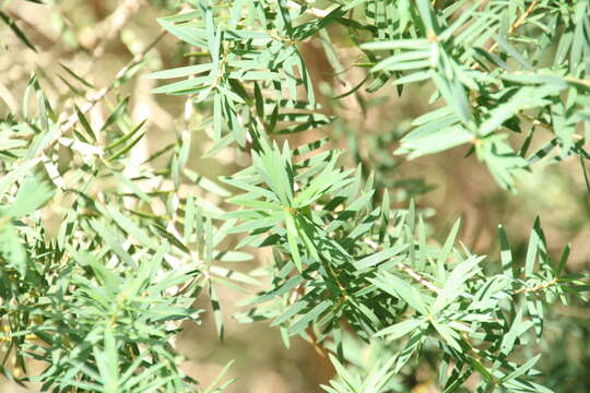 Image of cajeput tree