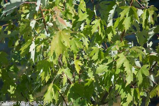 Imagem de Acer saccharinum L.