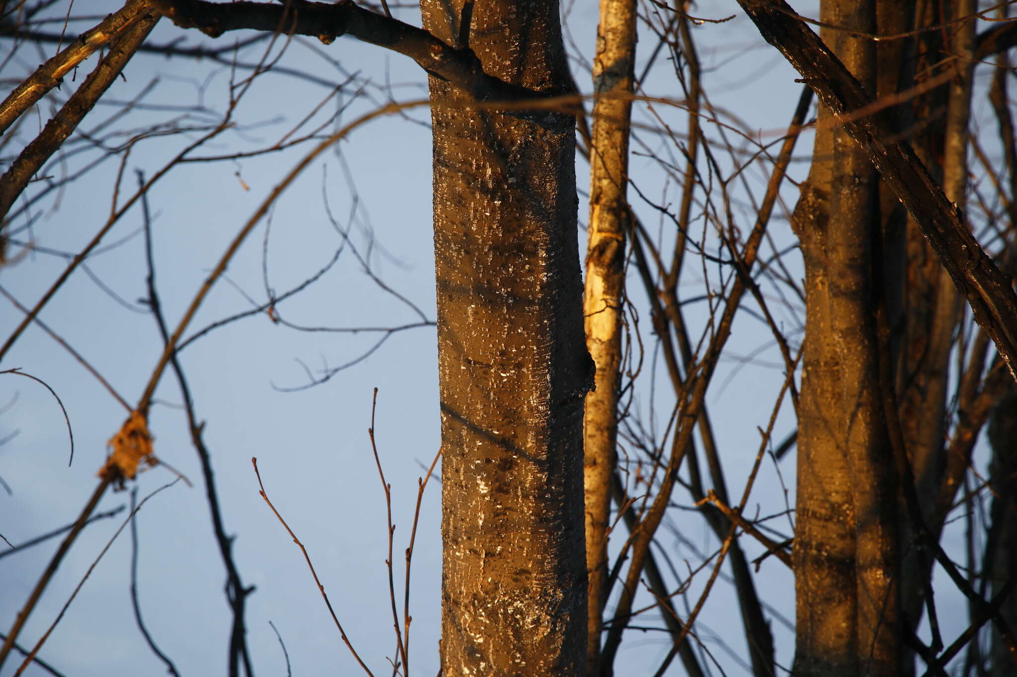 Image of Alnus hirsuta (Spach) Rupr.