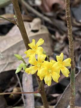 Image of Oxalis polymorpha Mart. ex Zucc.