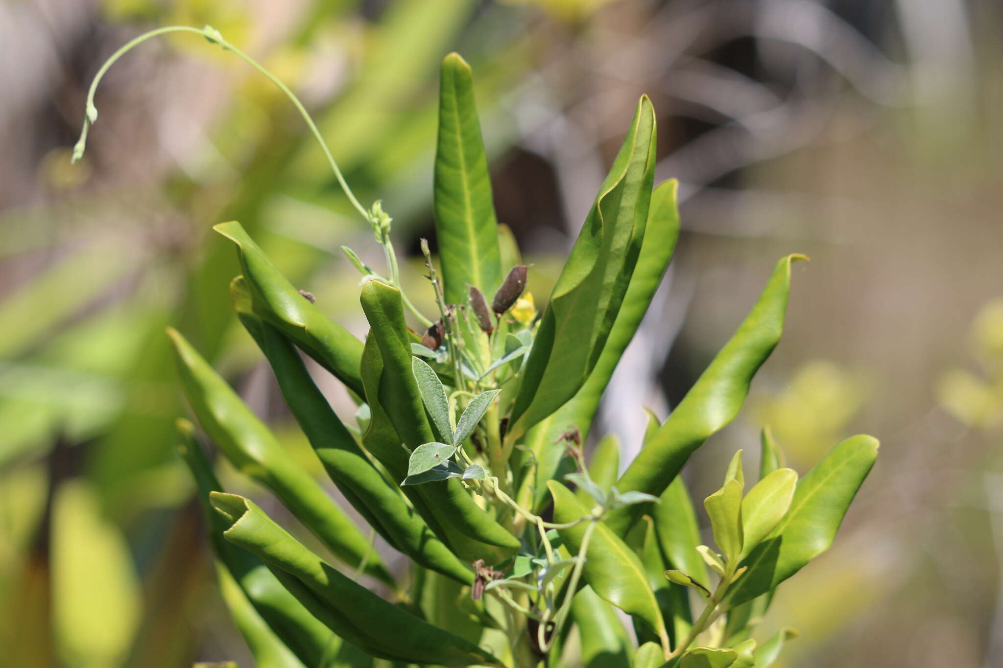 Image of small-leaf snoutbean