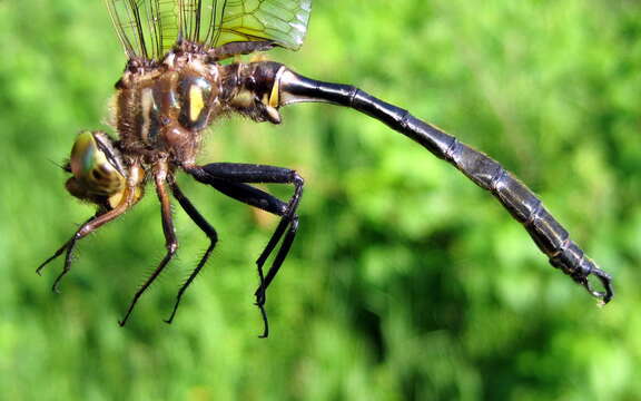 Image of Hine's Emerald