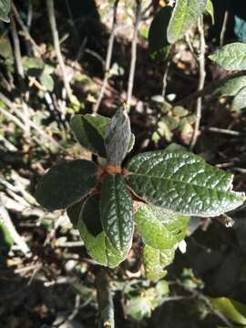 Image de Rhododendron edgeworthii Hook. fil.