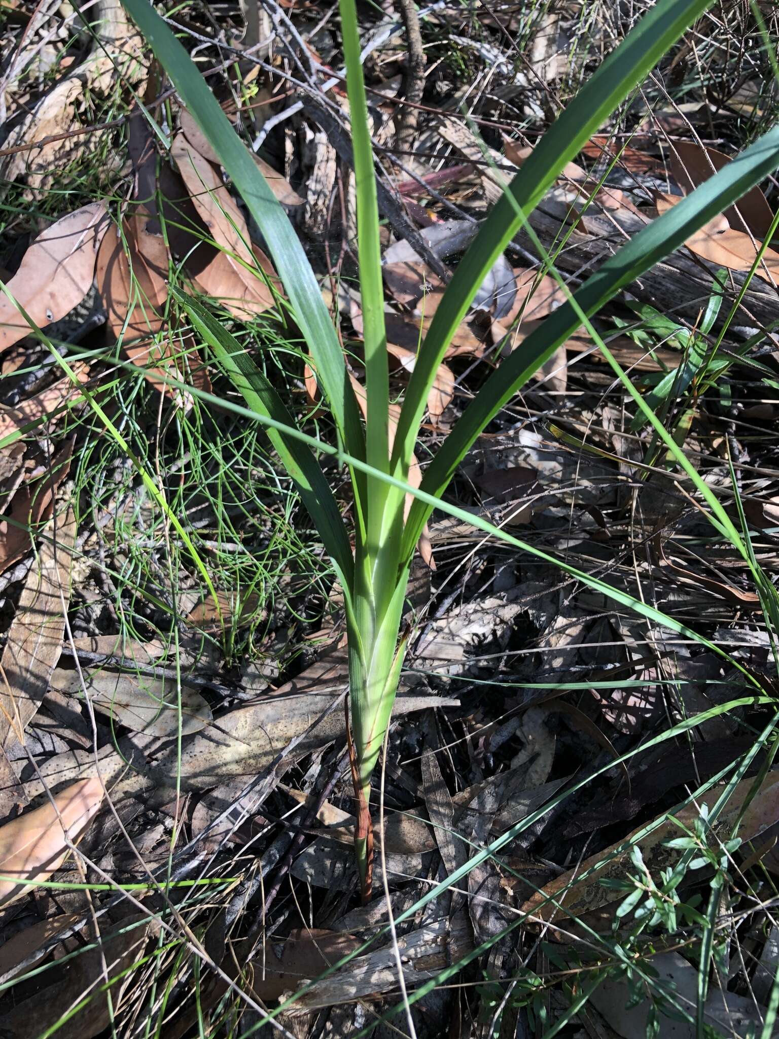 Image of Dianella caerulea var. producta R. J. F. Hend.